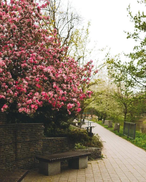 Blooming relax zone