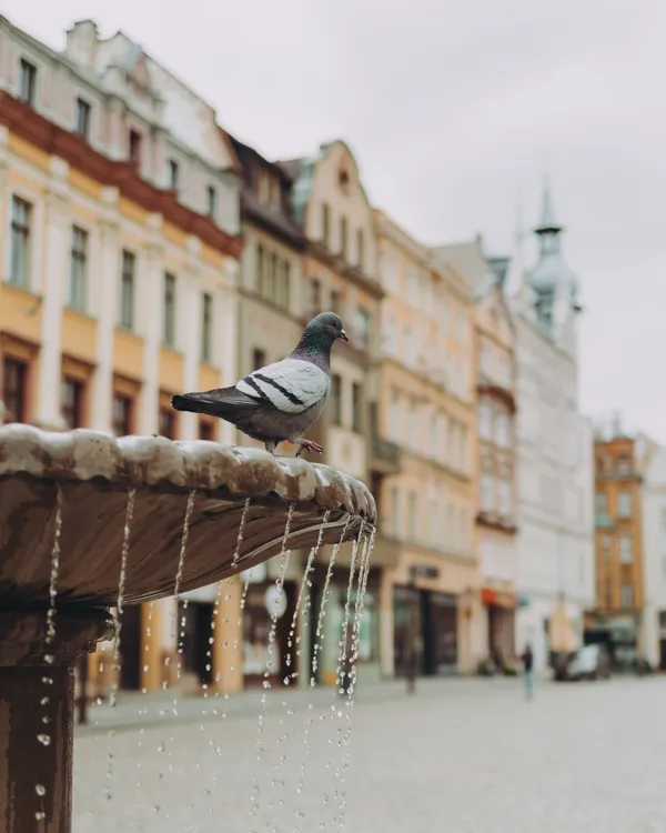 Swidnica Rynek