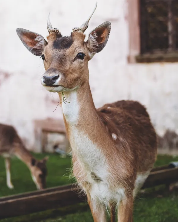 The Niemodlin deer