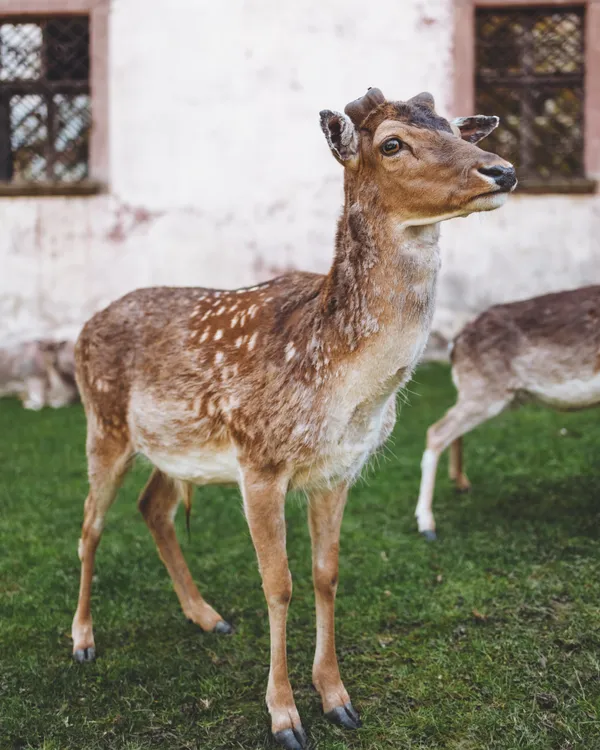 The deer excellent student