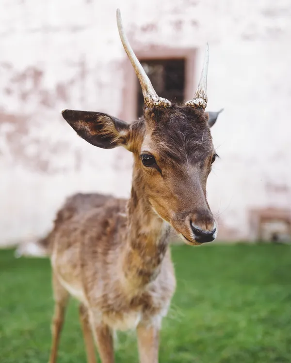 The pensive deer