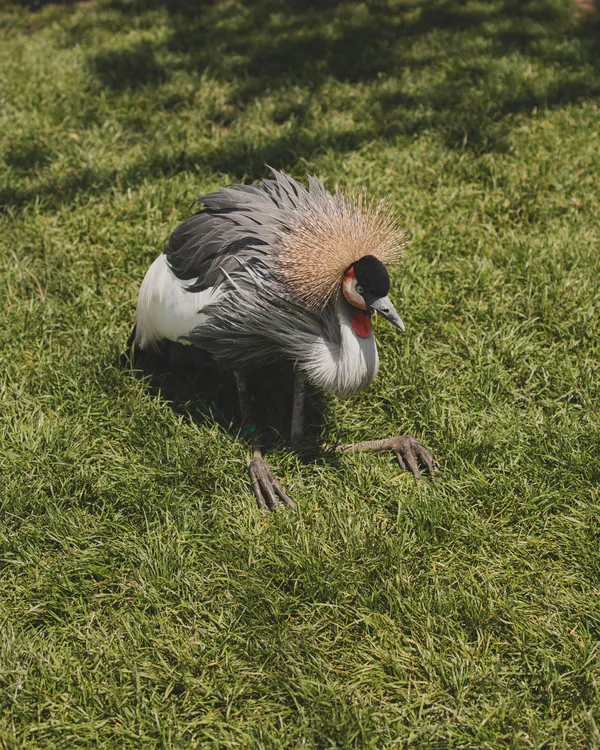 Grey crowned crane