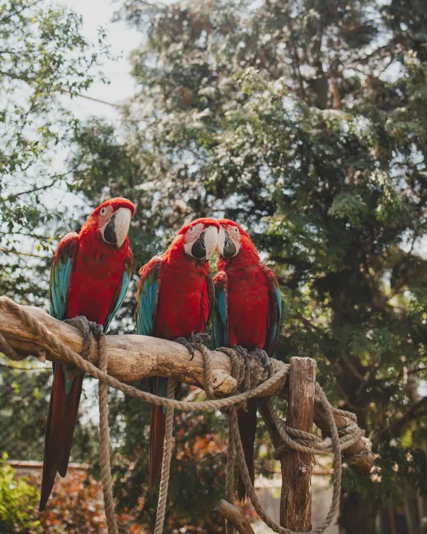 Macaw parrots