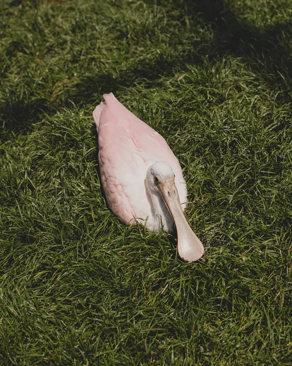 Roseate spoonbill