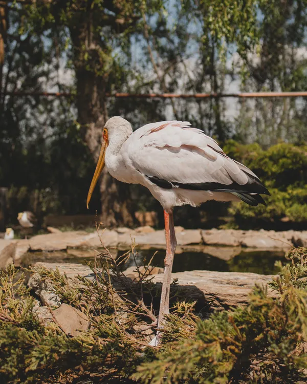 Yellow-billed stork