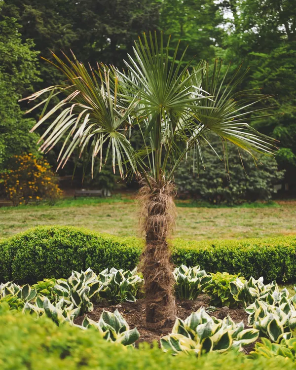 Park's greenery