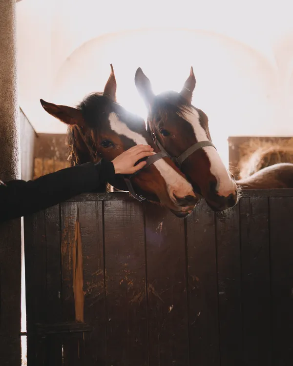 Horses from The Ksiaz Stallion Farm