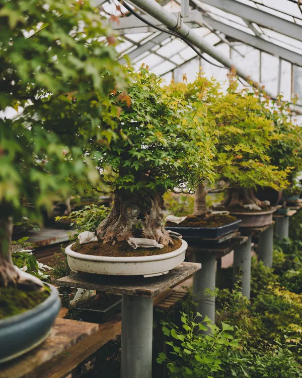 The bonsai tree exhibition